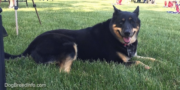Side view - A large breed, black with tan German Shepherd/Siberian Husky mix is laying in grass. Its mouth is open and its tongue is out. It is looking at the camera and it has one blue eye and one brown eye.
