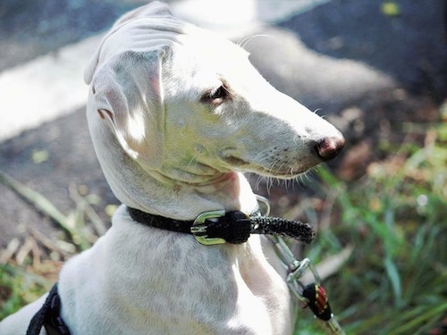 Closeup - A Mudhol Hound standing outside in grass wearing a black collar and a leash