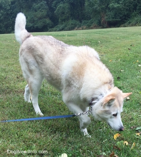 A tan and white with black tips Native American Indian Dog is walking across grass nosing around.
