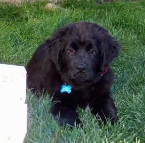 Front view - A black with white Newfoundland puppy that is laying in grass and it is looking forward. It looks like a bear cub.