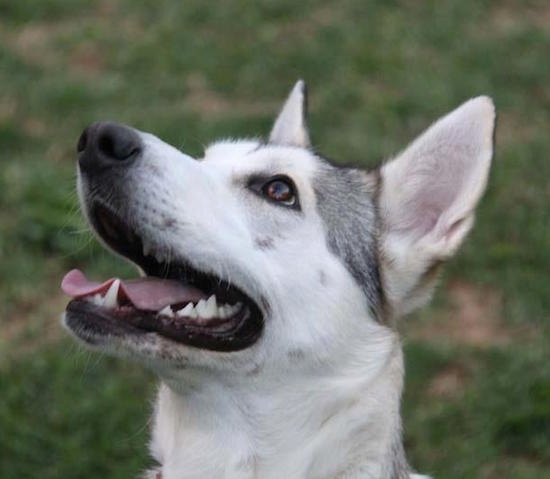 Close up head shot - A perk-eared, wolf-looking, grey and black with white Northern Inuit Dog is sitting in grass and it is looking up and to the right.