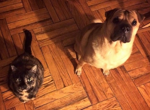 A tan with black Ori Pei is sitting on a wooden floor next to a calico cat. They are both looking up.