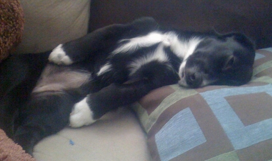 A black with white Pembroke Cocker Corgi puppy sleeping on a couch belly-up.