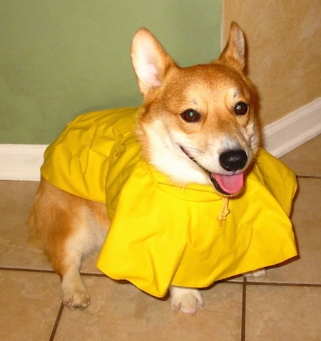 Penny the tan and white Pembroke Welsh Corgi is wearing a yellow rain coat and standing on a tiled floor. Her tongue is showing and she looks happy.