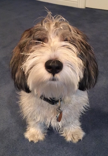 Close up front view - A shaggy-looking, white with black and tan Petit Basset Griffon Vendeen dog is sitting on a blue carpeted floor looking up.