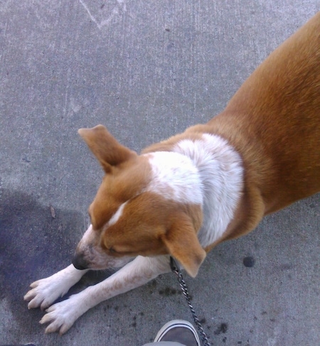 View from the top looking down at the dog - A tan with white Pit Heeler is stretching its front legs forward on a concrete patio.