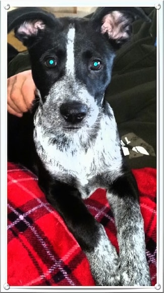 Close up view from the front - A rose-eared, black with white Pit Heeler dog is laying on a red with black and white plaid blanket looking forward with a person behind it.