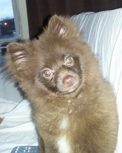 Close up - A fluffy brown Pomeranian puppy is sitting on a couch and it is looking forward. Its head is leaning to the left.