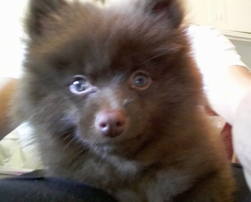 Close up head shot - A fluffy brown Pomeranian puppy is laying on top of a person and they are looking forward. Its eyes are round.