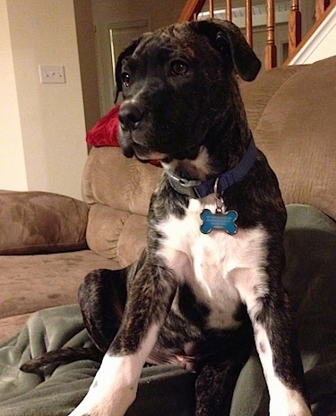 Close up front view - A brindle with white Presa Dane is sitting on top of a green blanket on a brown couch looking to the left.