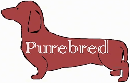 A drawing of a weiner dog with the word 'Purebred' over top of it