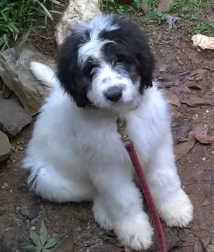 View from above looking down at the dog - A soft-looking, medium-coated, white with black Pyredoodle puppy is sitting in dirt looking up and to the left. The dog's body is all white with black with some white on its head.