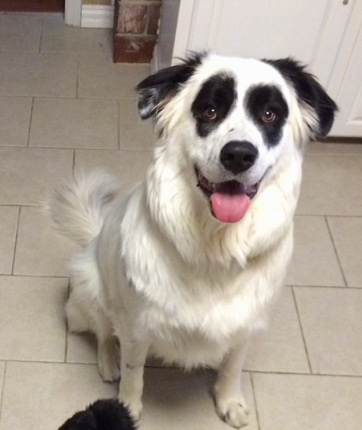 Front view - A happy-looking, white with black Pyreness Pit dog is sitting on a tan tiled floor in a kitchen looking up with its mouth open and tongue out. The dog is all white with symmetrical round black patches around each eye and black ears making it look like a panda bear clown face.