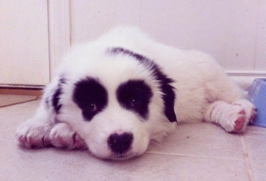 Front side view - A white with black Pyreness Pit puppy is laying down on a tan tiled floor next to a plastic blue food bowl. The dog is all white with symmetrical round black patches around each eye and black ears making it look like a panda bear clown face.