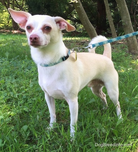 A tan with white Rat Terrier/American Foxhound is standing in grass and it is looking forward. One if its ears is up and the other ear is off to the side.