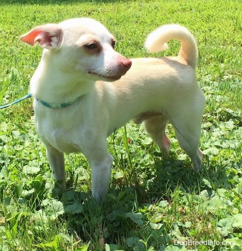 Front side view - A tan with white Rat Terrier/American Foxhound is standing in grass and it is looking to the right. Its tail is up and curled over its back.