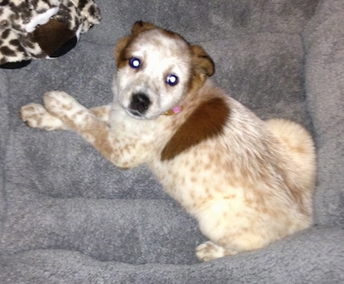 Topdown view of a brown and white Australian Cattle Dog that is laying in a dog bed and it is looking up.