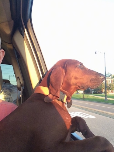 A Redbone Coonhound dog sitting across the lap of a person riding in a car with its head out the window and the sun shining on its. The dog has a long pointy muzzle.