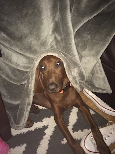 A Redbone Coonhound puppy is laying on a gray and white rug with its paws across a white sneaker and there is a gray blanket covering its head.