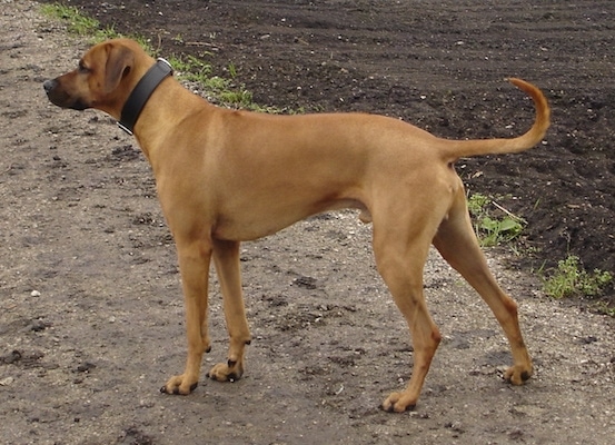 The back left side of a Rhodesian Ridgeback that is standing in dirt and it is looking to the left. The base of its tail is level with its body with the tip curled up.