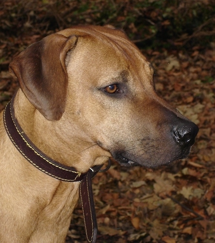 Close up head shot - A tan with black Rhodesian Ridgeback dog is wearing a brown leather collar standing in brown fallen leaves at night and it is looking to the right.