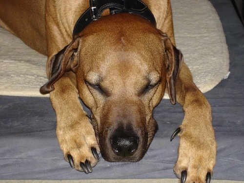 Close up front view - A tan Rhodesian Ridgeback is sleeping on a dog bed. The dog has large paws and black toenails.