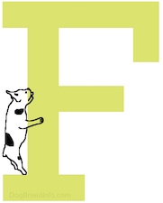 A drawn French Bulldog dog is on the left side of the letter F crawling up the side.