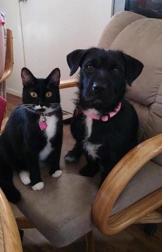 A black with white Shar Tzu is sitting in a brown chair next to a black with white cat. They both are looking forward.