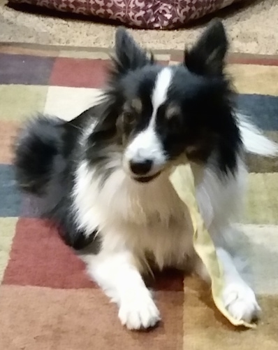 Front view - A black and white Shelillon dog is laying on a rug chewing on a white rawhide strip that is in its mouth. The dog has perk ears and longer hair on its chest and sides. It is mostly black with white down the front of its head, chest and front paws.