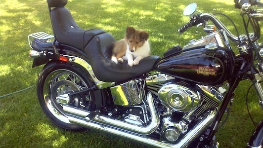 puppy motorcycle sheepdog shetland harley dog davison sheltie dj dogbreedinfo
