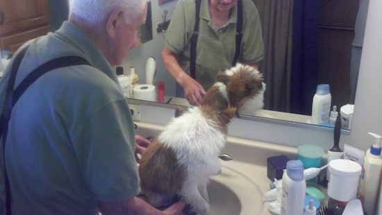 An older man in suspenders is washing a brown and white Shetland Sheepdog puppy in a sink.