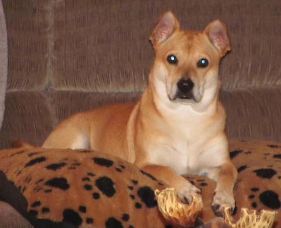 Front side view - A tan with white Shiba Inu/Shar Pei/Bassett Hound is laying on a brown and black paw print pillow on top of a brown couch.