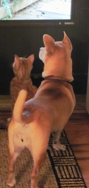 A tan with white Shiba Inu/Shar Pei/Bassett Hound mix is looking out of a front door with an orange cat that is sitting down in front of it.