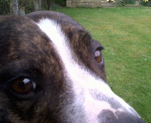 Close up - The bridge of a brown and white Staffordshire Bull Terriers muzzle. The dog is sitting in a yard. It has brown eyes.