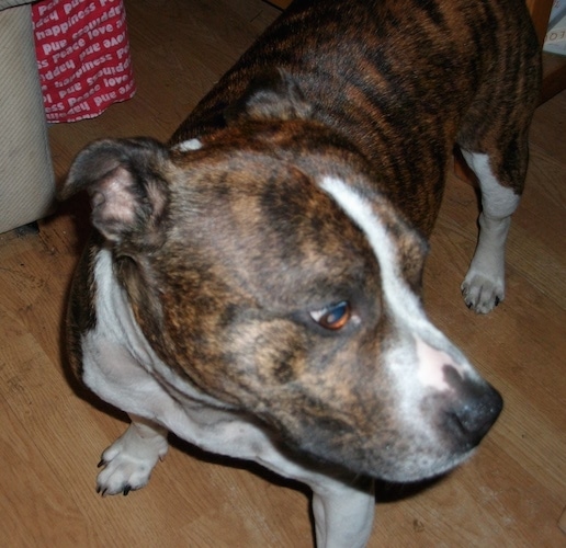 Close up - A brown and white Staffordshire Bull Terrier dog standing across a hardwood floor looking to the right.