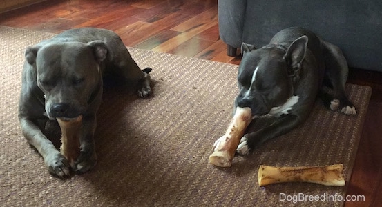 A blue-nose brindle Pit Bull Terrier and a black with white American Bully are laying on a rug chewing on dog bones.