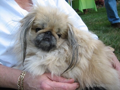 Close up - A small, fluffy, thick coated, tan with white and black Pekingese dog sitting in the lap of a lady in a white shirt. The dog has a pushed back face and long hair on its ears.