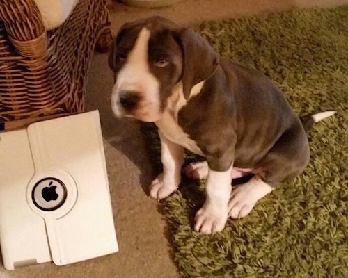 The front left side of a gray and white Taylors Bulldane puppy is sitting on a fuzzy green rug and it is turning its head. There is an Apple iPad in front of it. The dog has long soft looking drop ears and a black nose.