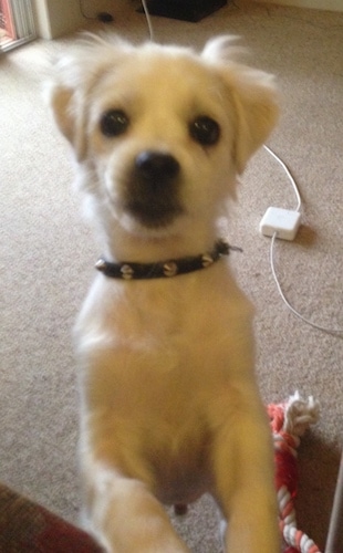 A small white dog with short hair wearing a black spike collar jumped up in front of the person taking the picture. There is a Mac laptop charger across the floor and a dog rope toy behind the dog.
