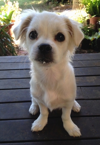 A small white dog with a short coat sitting outside on a wooden deck with green plants behind it. The dog has wide, round dark eyes and a black nose. Its front legs bow outward.