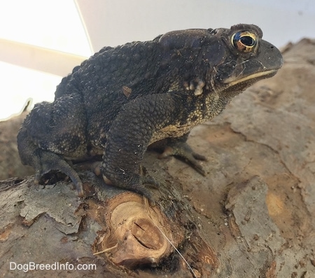 Close Up - Toad sitting on a log