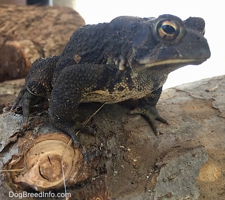 Close Up - Toad sitting on a log with mor logs in the background