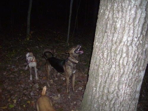 Three Cur Dogs are outside at night under a tree. The furthest right dog is looking up the tree. The Middle dog is walking out of the image. The left most dog is in the middle of a bark