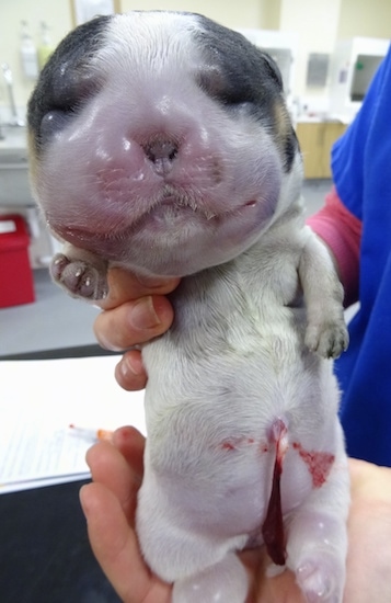 English Cocker Spaniel Water puppy being held up by a vet. The dog has a huge head with a puffy face.