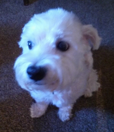 Top down view of a soft coated white Wee-Chon dog that is looking up and to the left. It has a shaved coat.