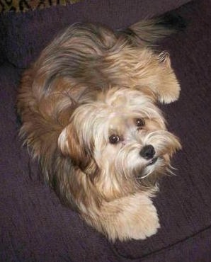 Top down view of a thick coated, brown with black and white Yorkie-Apso that is laying on a purple couch. The long hair on its snout makes the dog look like it has a square muzzle. It has fold over drop ears, wide round eyes and a long tail with lots of thick fur on it.
