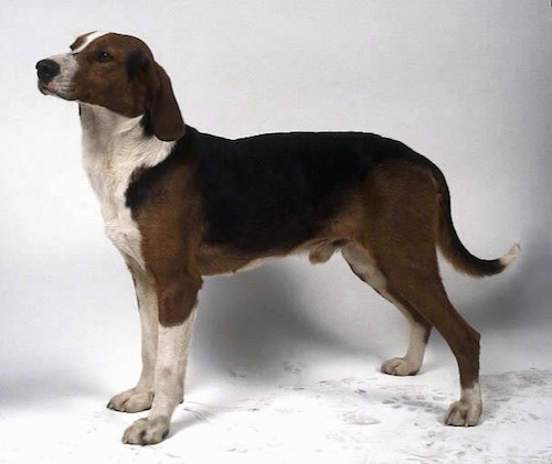 The left side of a tricolor black and brown with white Yugoslavian Hound dog that is standing on a white backdrop. The dog has long drop ears that hang down at the sides of its head.