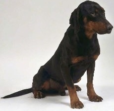 A black with brown Yugoslavian Hound is sitting on a white backdrop and it is looking to the right. It has a long snout with long drop black ears.