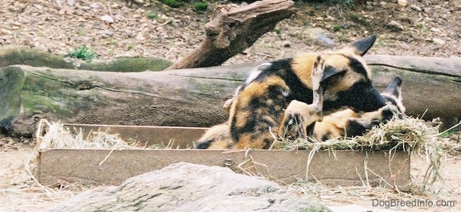 A colorful orange, black and white patched wild dog with perk ears sitting in a wooden box outside that is lined with hay scratching its head with its back leg. It is sitting next to a laying wild dog.