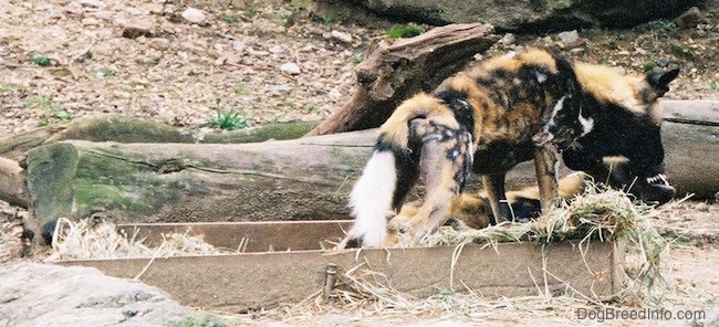 A colorful orange, black and white patched wild dog with perk ears stepping out of a wooden box outside. It is next to a laying wild dog.